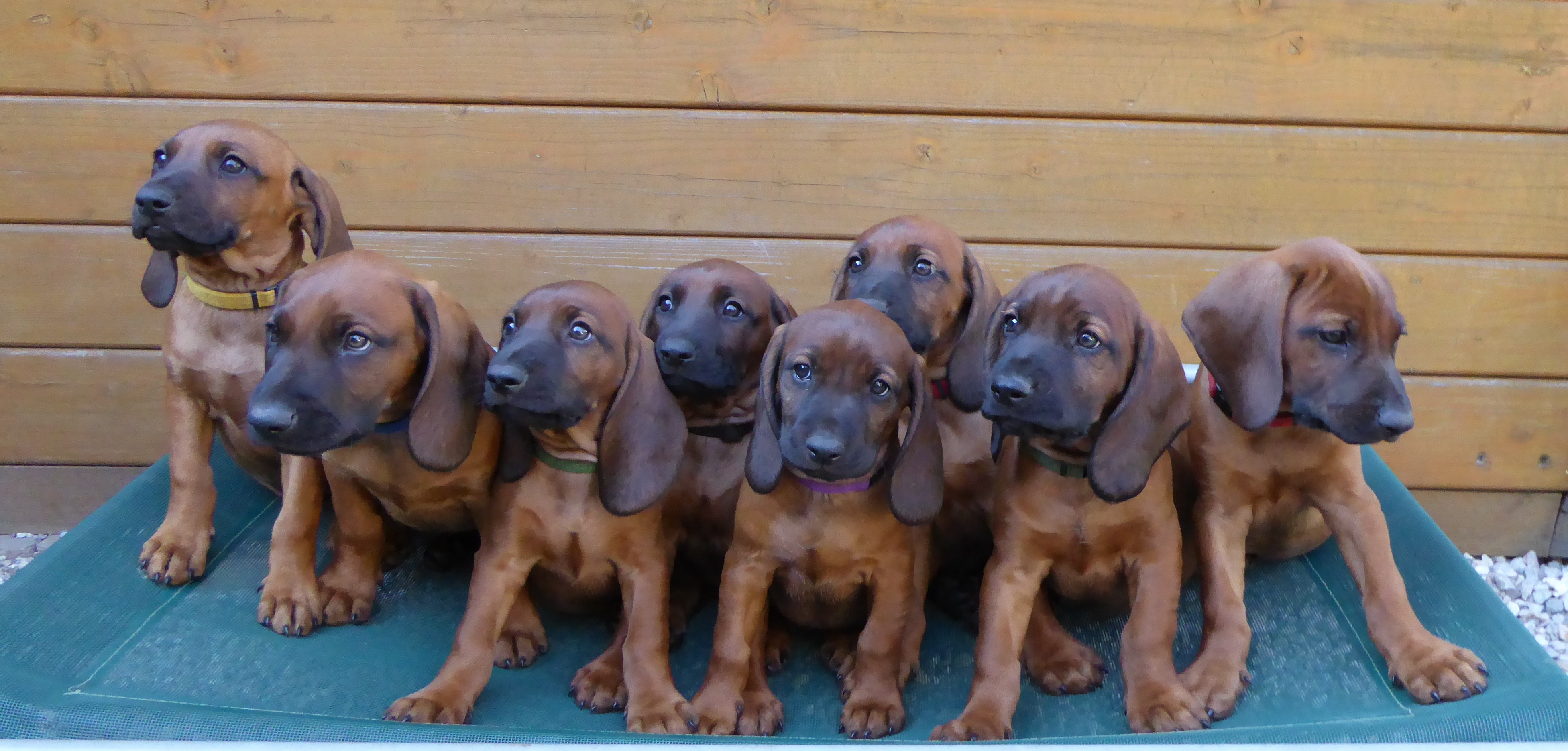 Hundewelpen Gruppenfoto