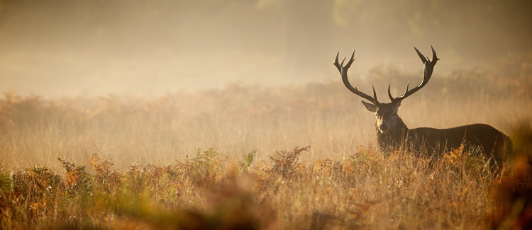 Jagd & Natur